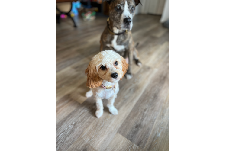 Playful Cavoodle Poodle Mix Puppy