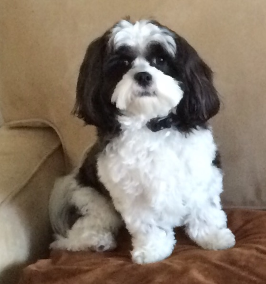 Shih Poo