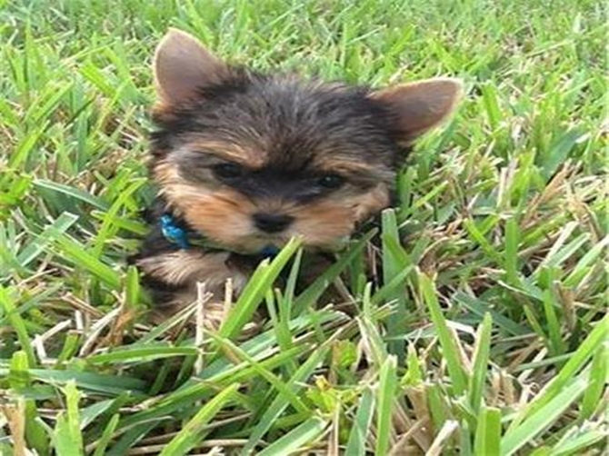 Cute Maltipom Designer Puppy