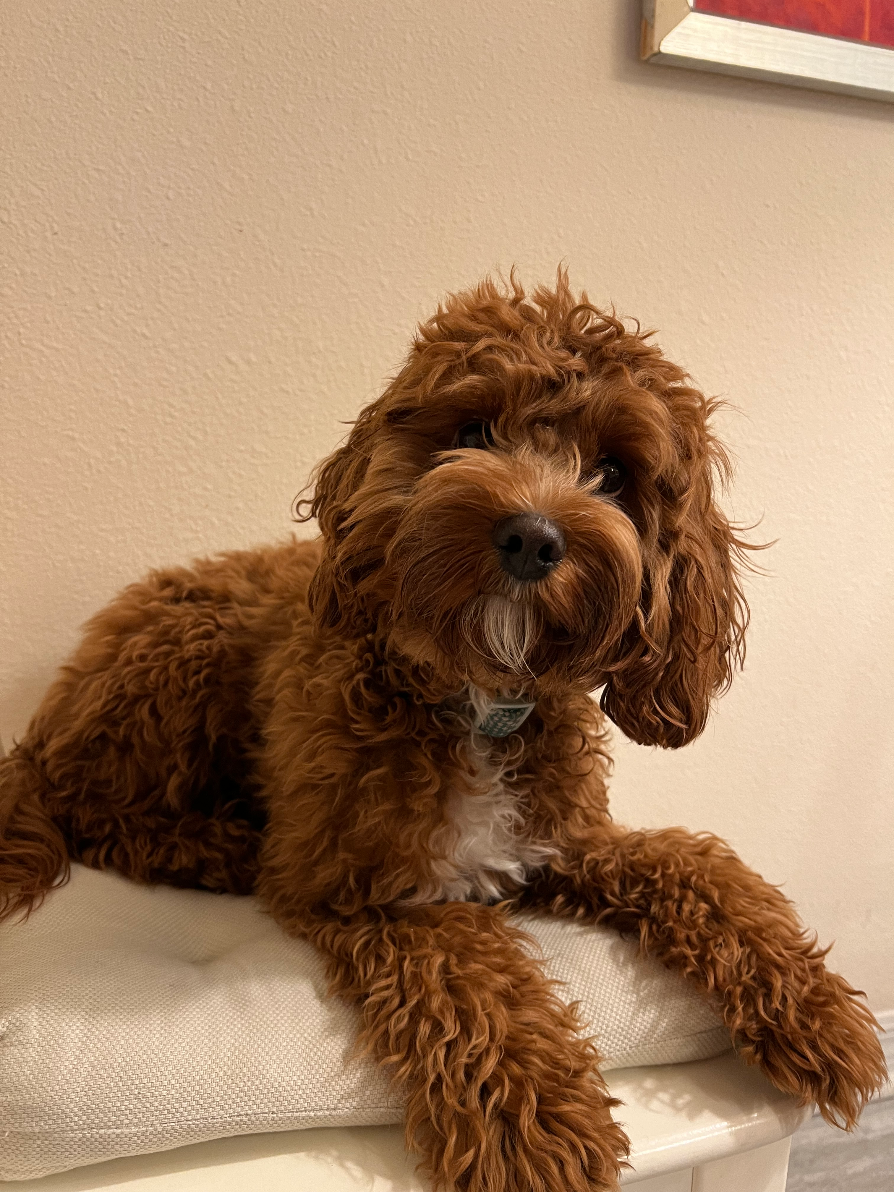 Cavapoo Pup Being Cute