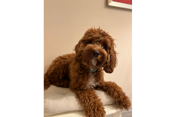 Cavapoo Pup Being Cute