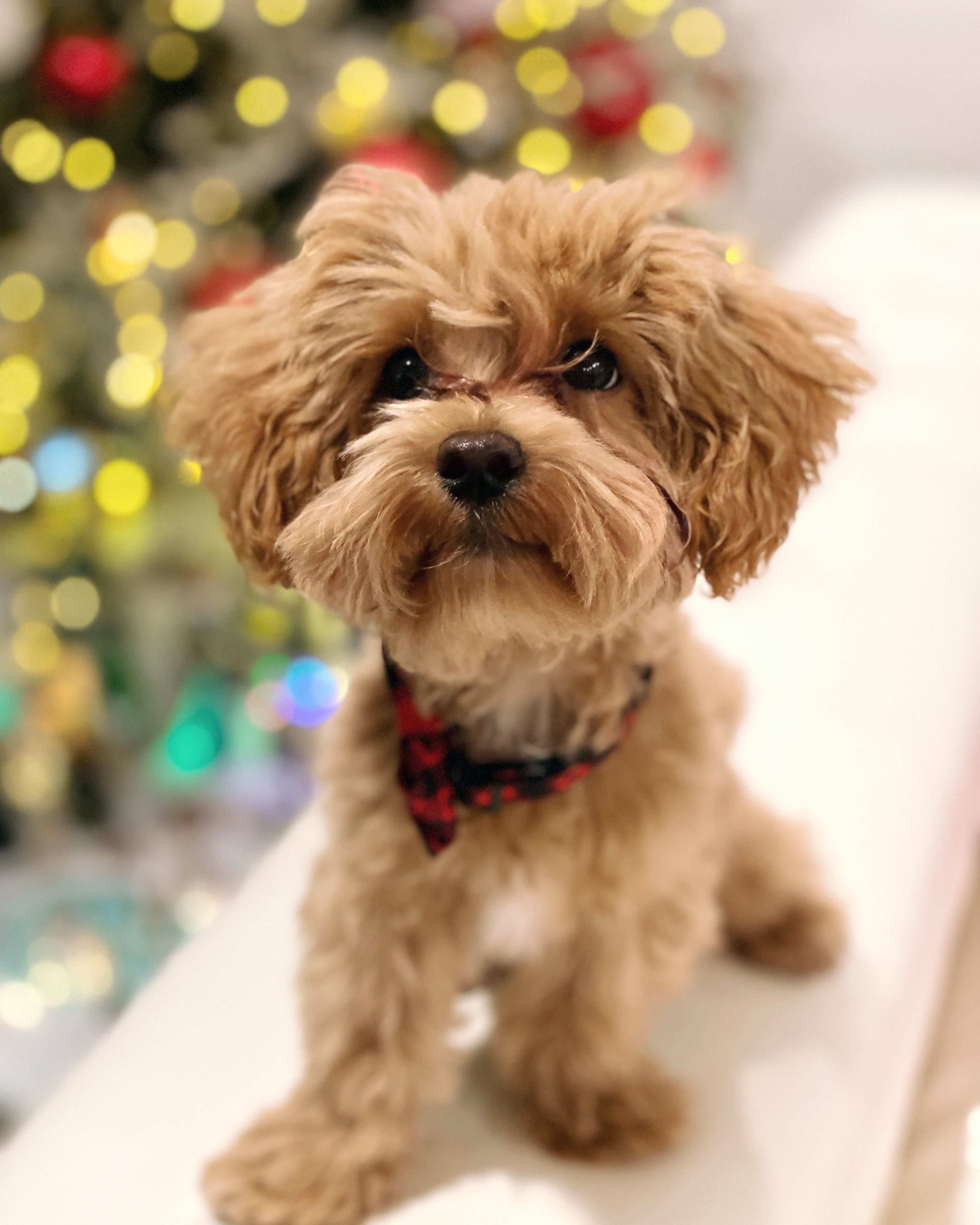 Maltipoo Pup Being Cute