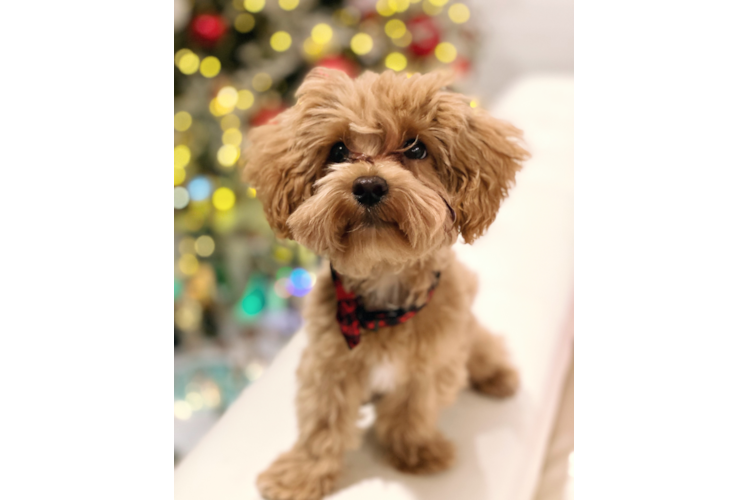 Maltipoo Pup Being Cute