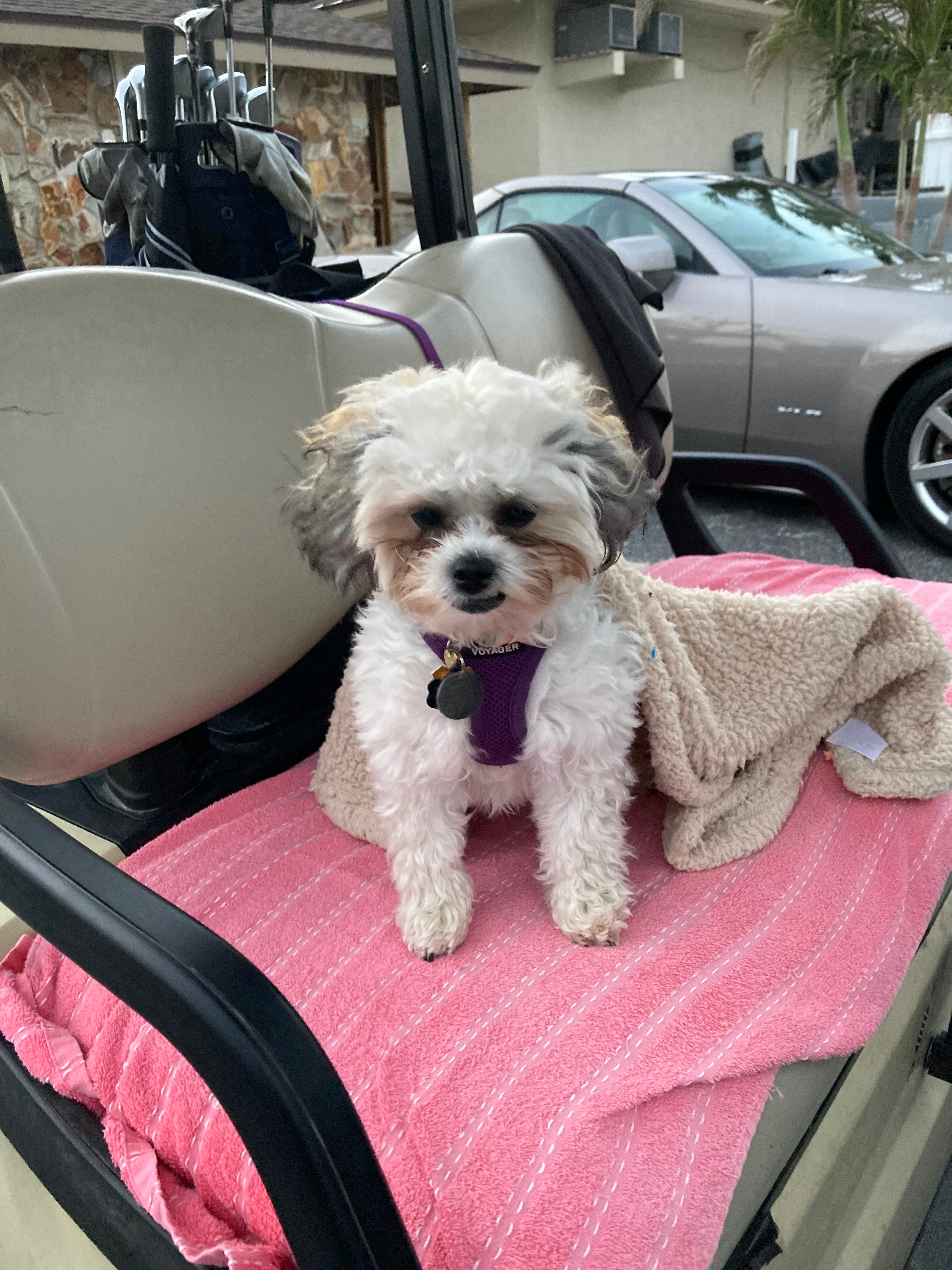 Teddy Bear Pup Being Cute