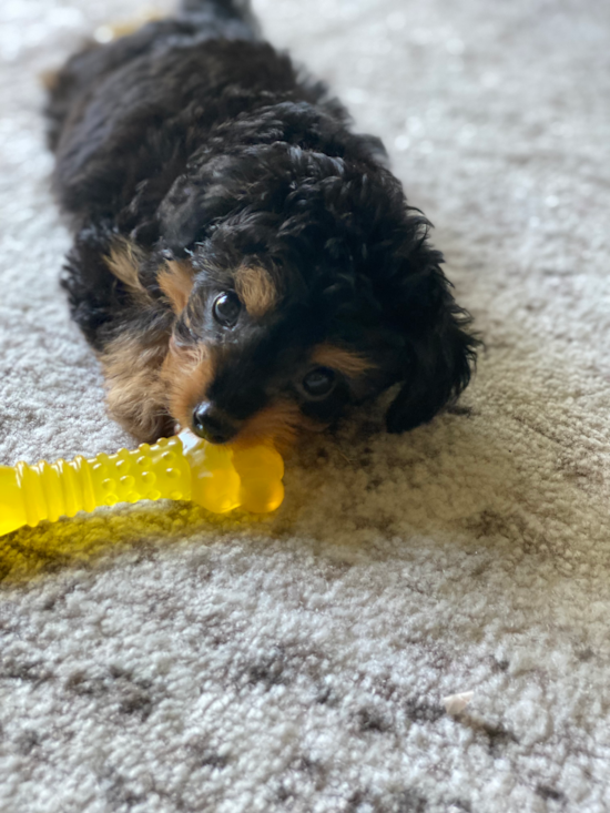 Mini Aussiedoodle
