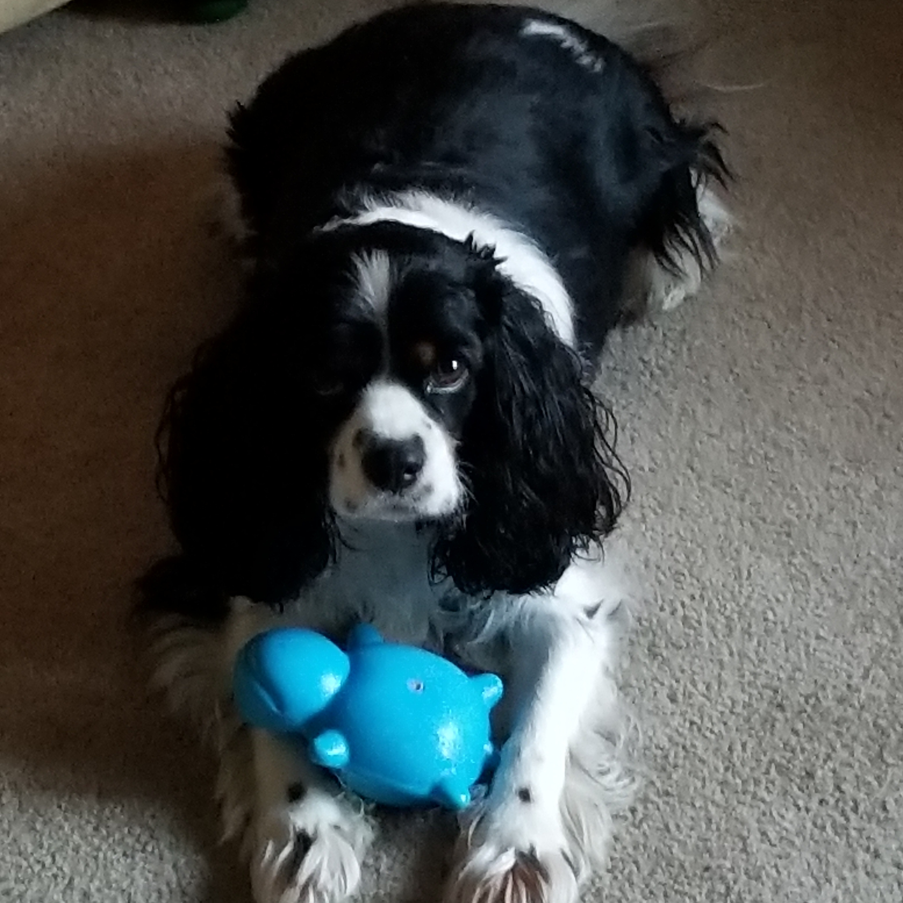 Cute Cavalier King Charles Spaniel Baby