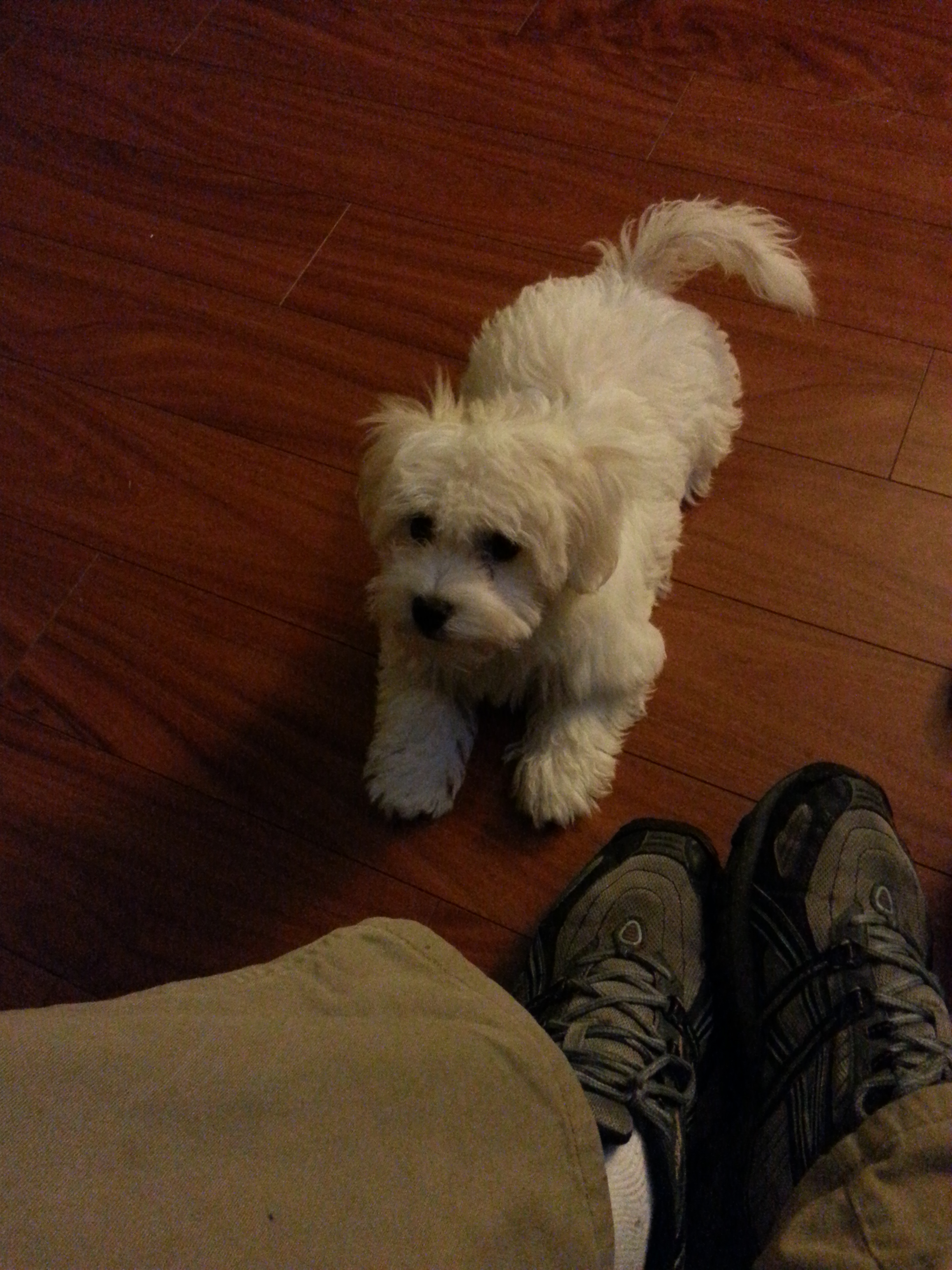 Coton De Tulear Pup Being Cute