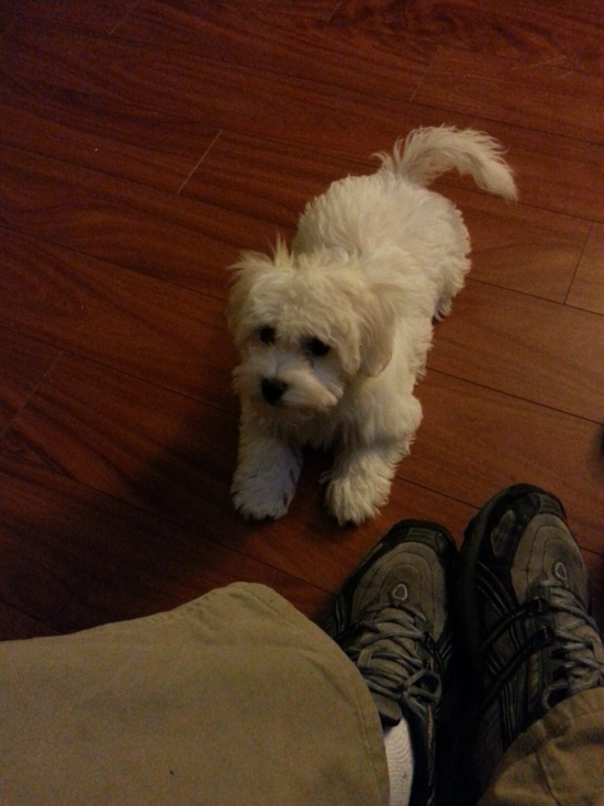 Coton de Tulear