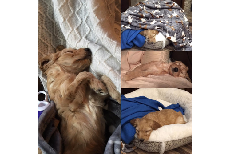 Meet Jax - our Mini Goldendoodle Puppy Photo 1/3 - Florida Fur Babies