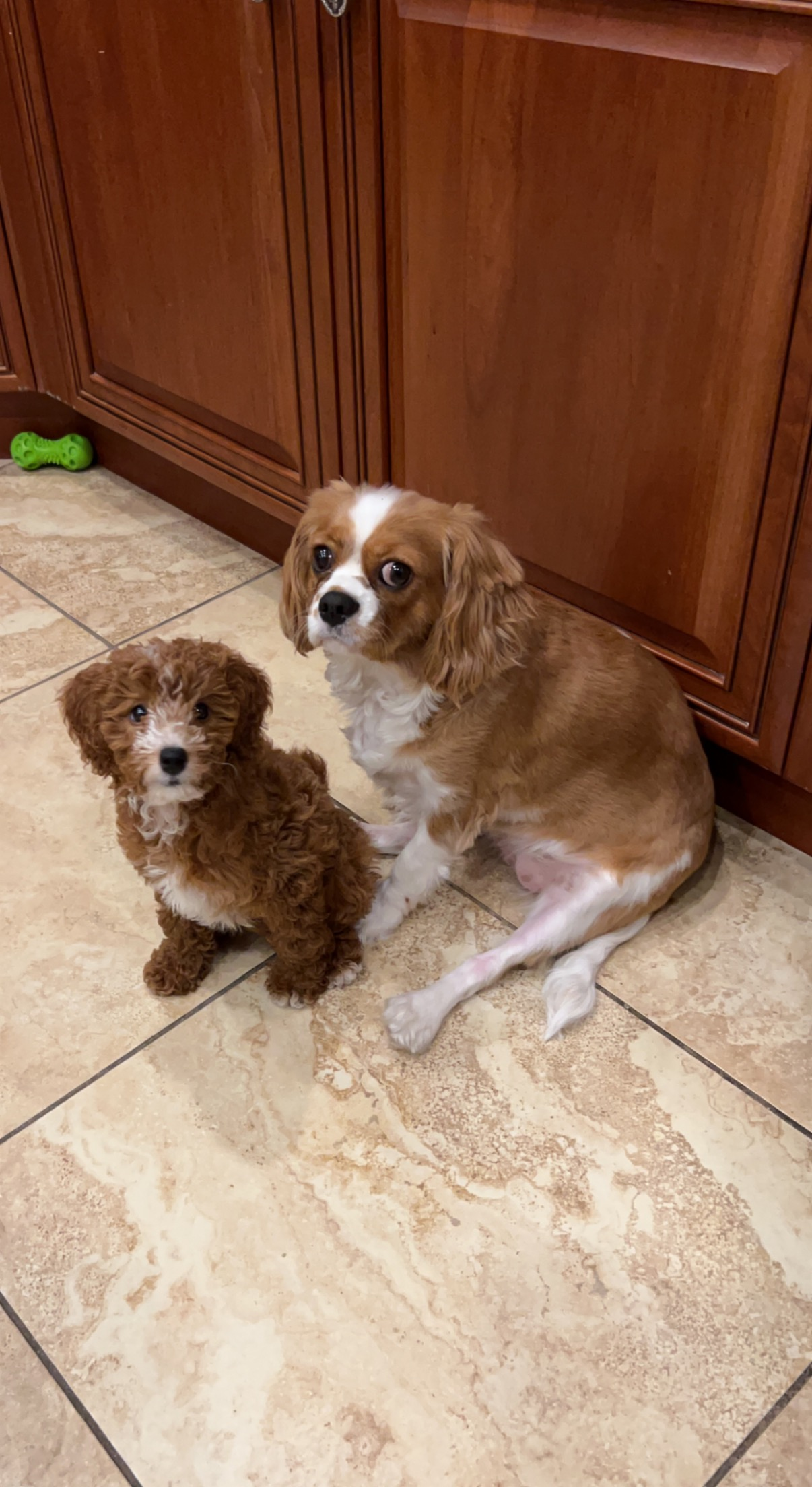 Popular Mini Goldendoodle Poodle Mix Pup