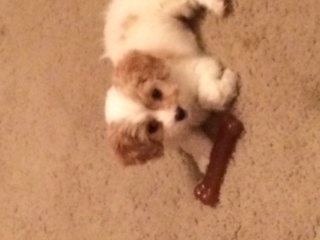 Cavachon Puppies for Sale Florida Fur Babies