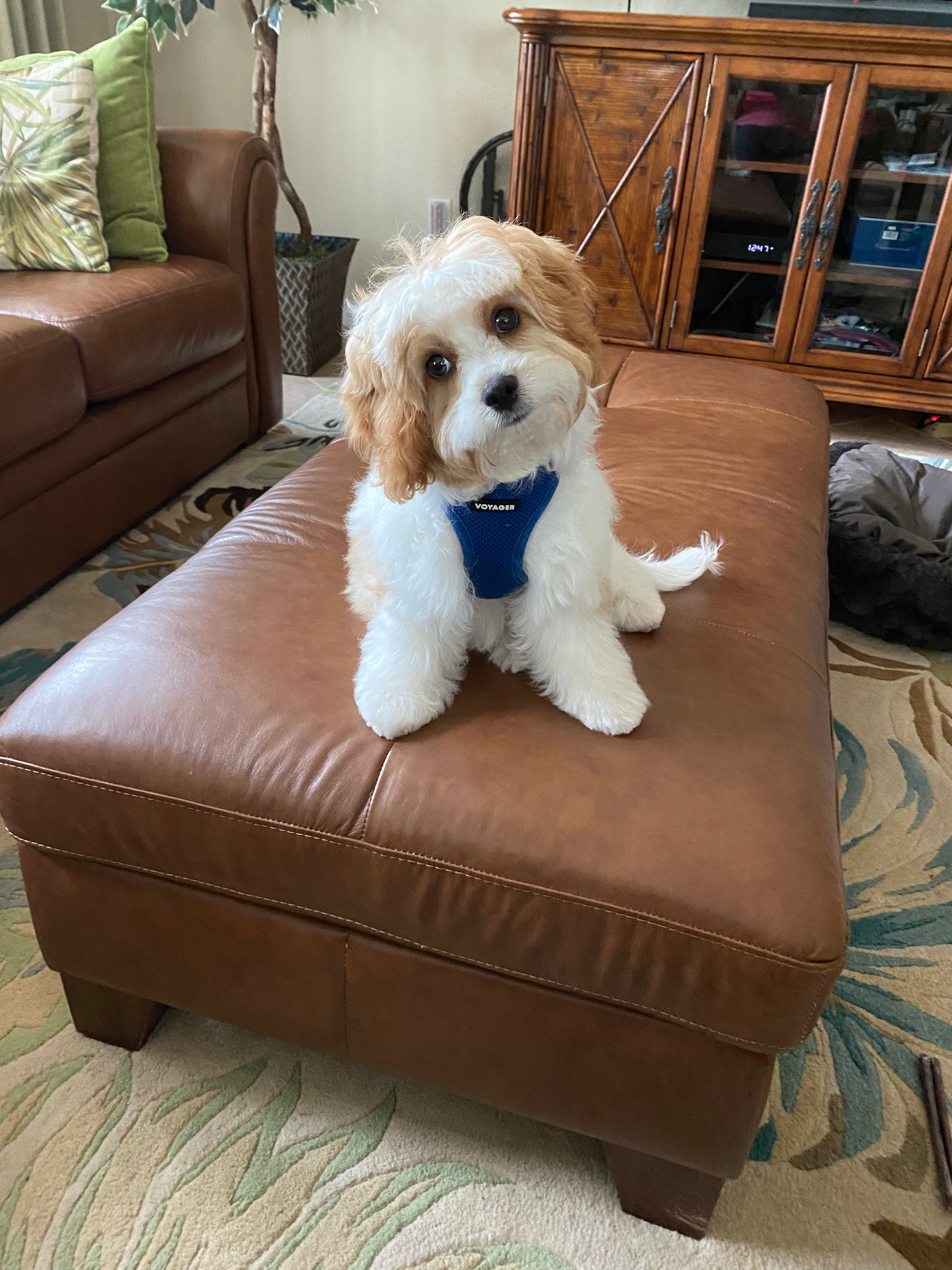 Best Cavapoo Baby
