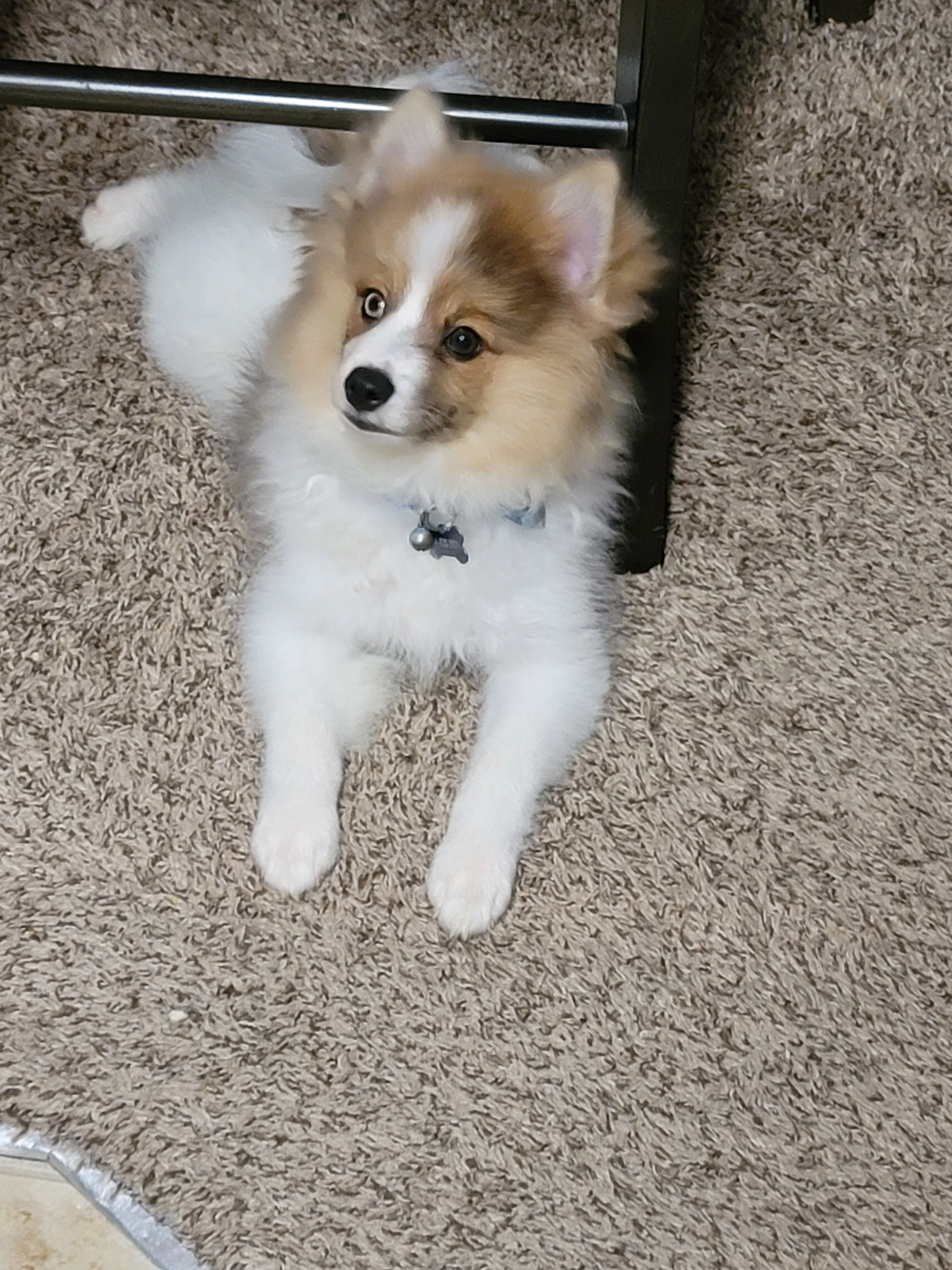 Cute Pomeranian Purebred Puppy