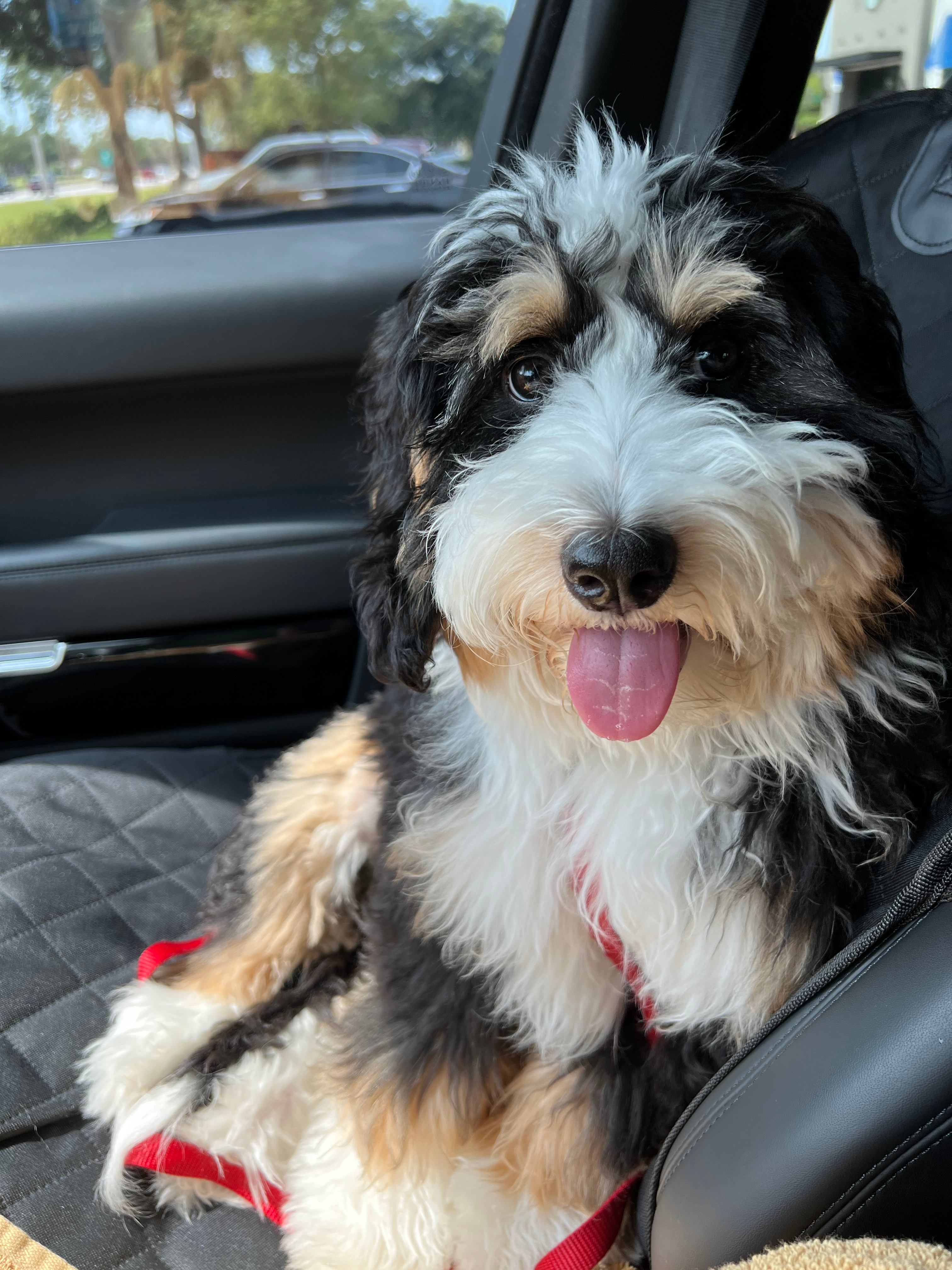 Mini Bernedoodle Pup Being Cute