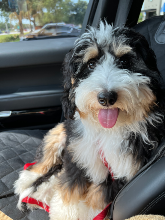 Mini Bernedoodle