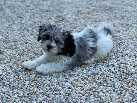 Shih Poo