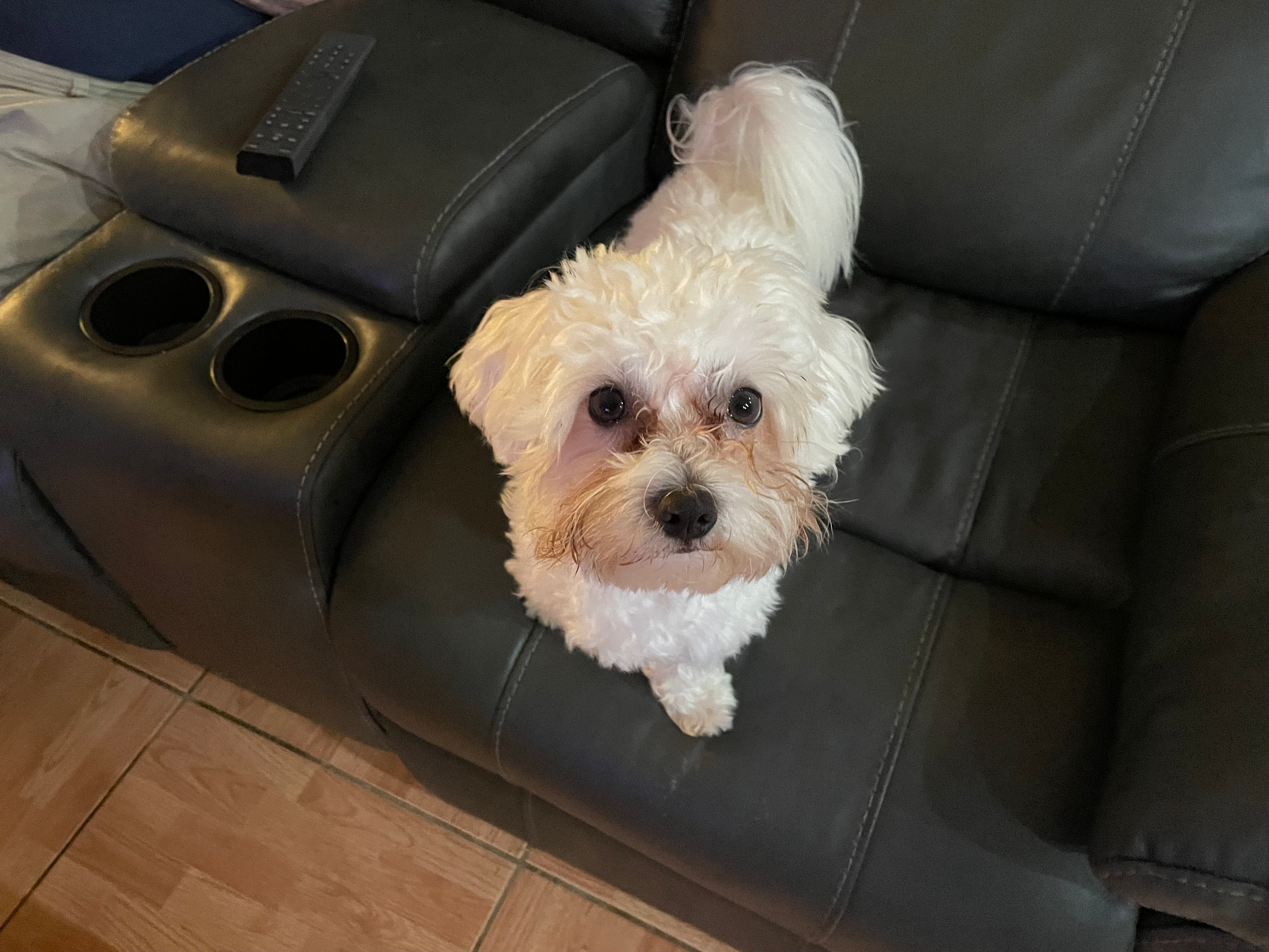 Cute Maltipoo Baby