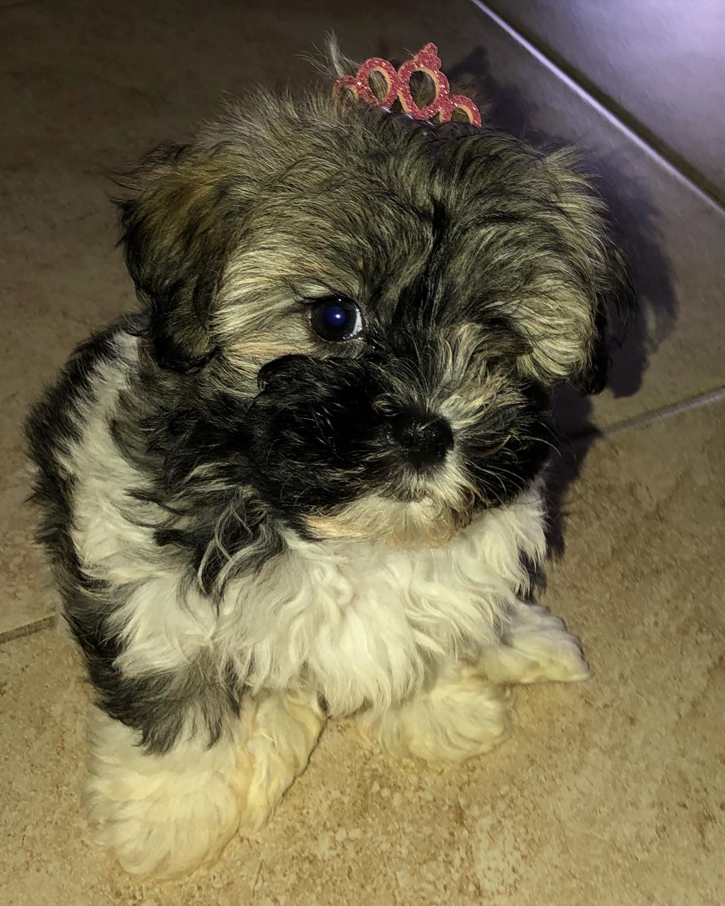 Havanese Pup Being Cute