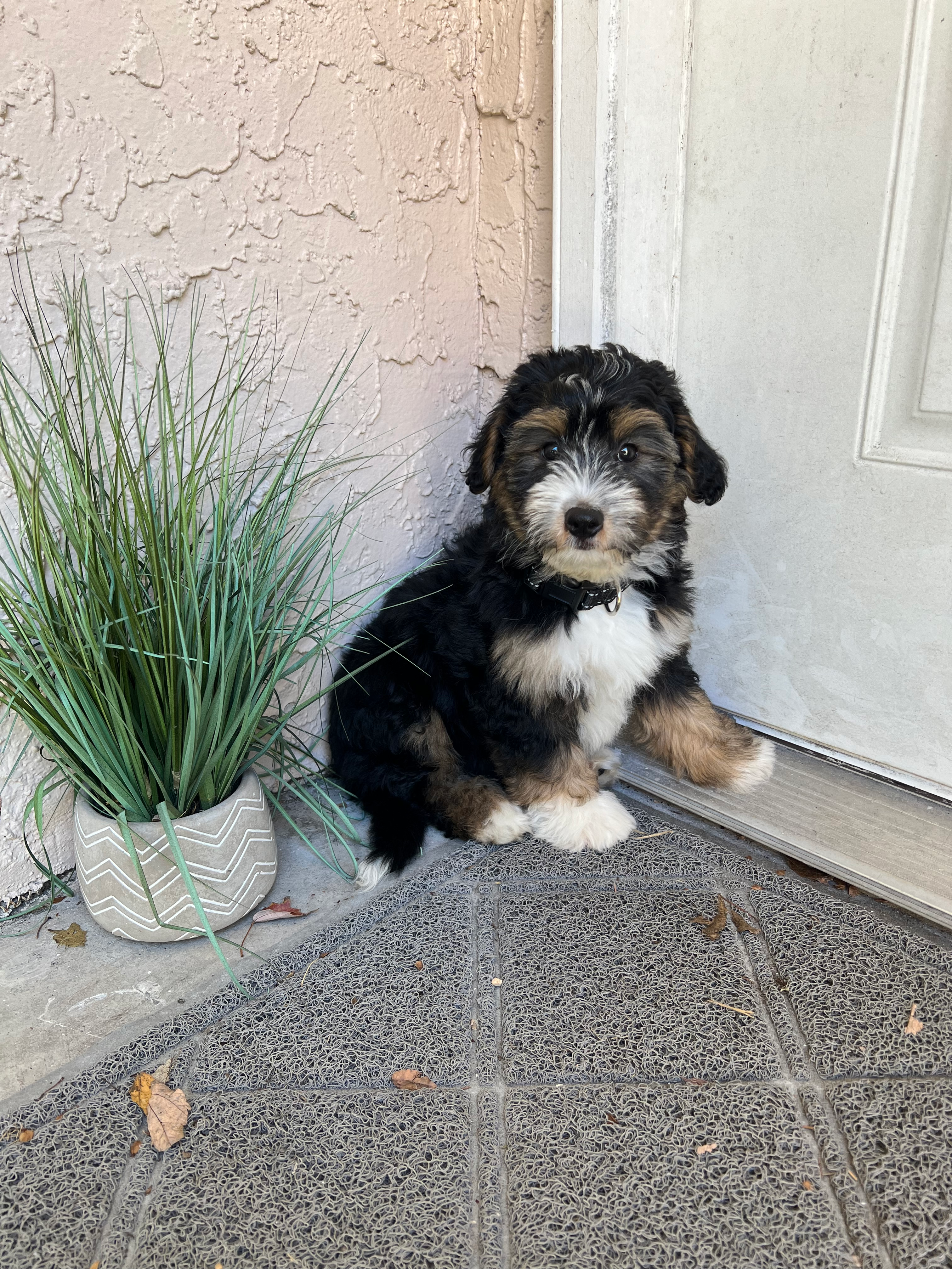 Cute Mini Bernedoodle Baby