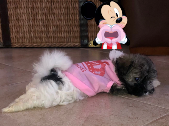 Havanese