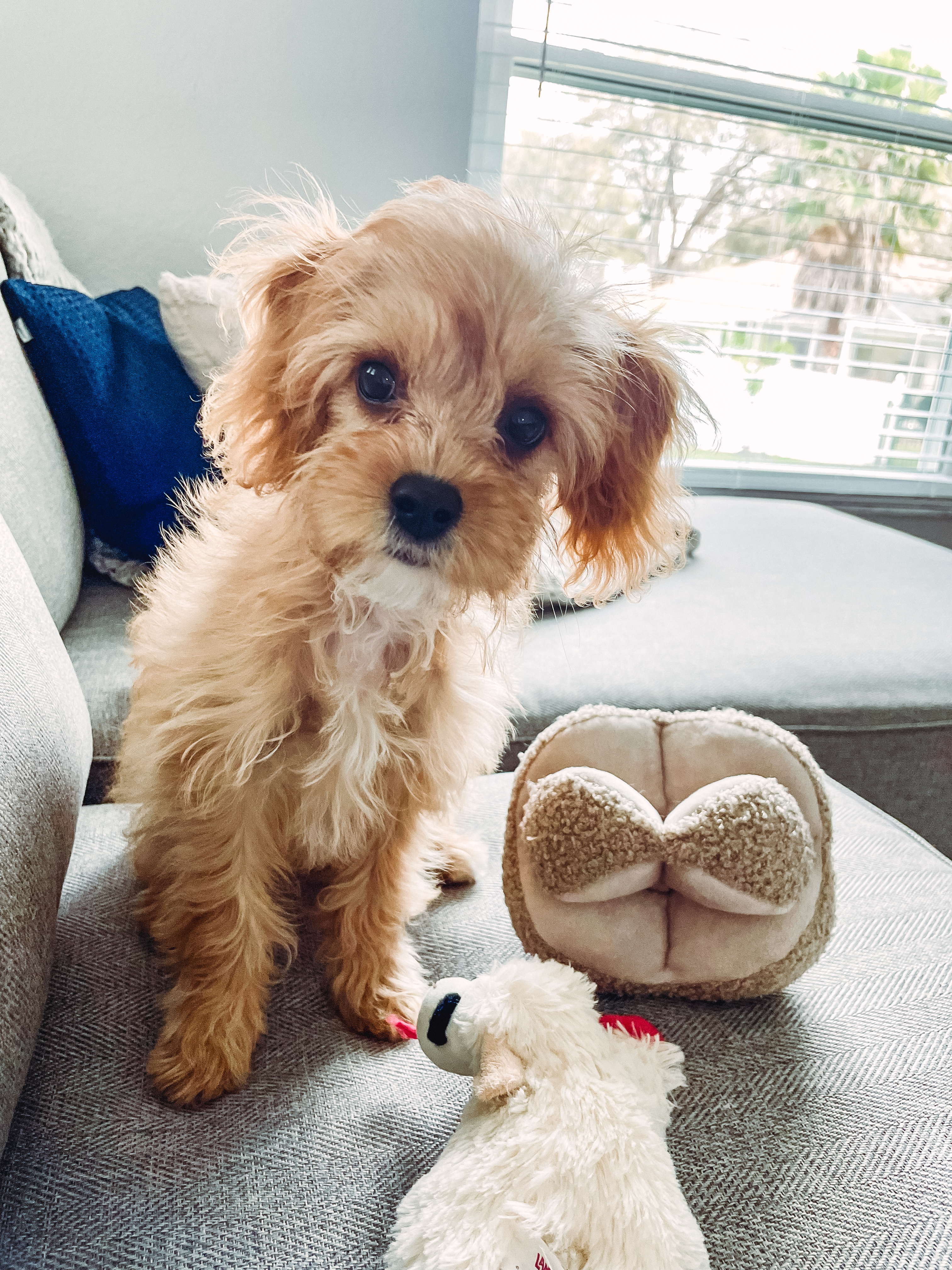 Energetic Cavoodle Poodle Mix Puppy