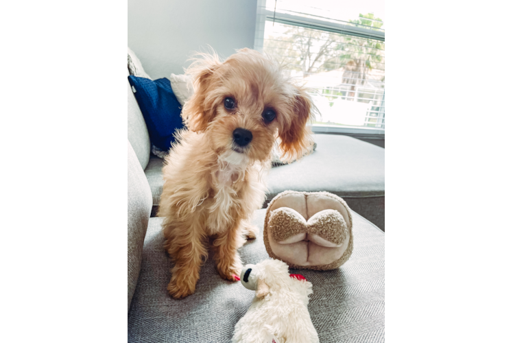 Energetic Cavoodle Poodle Mix Puppy