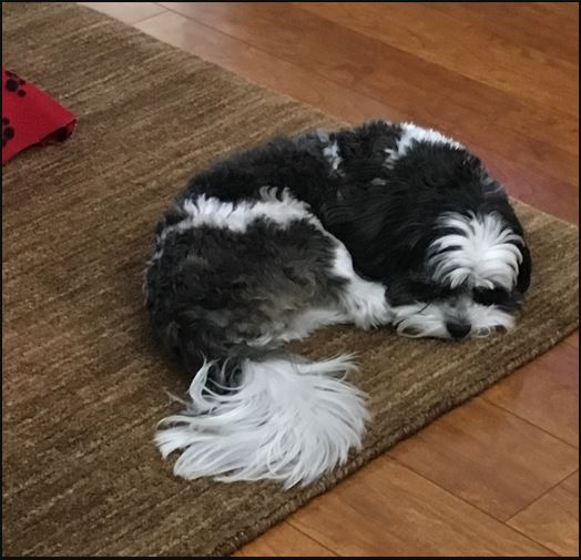 Best Shih Poo Baby