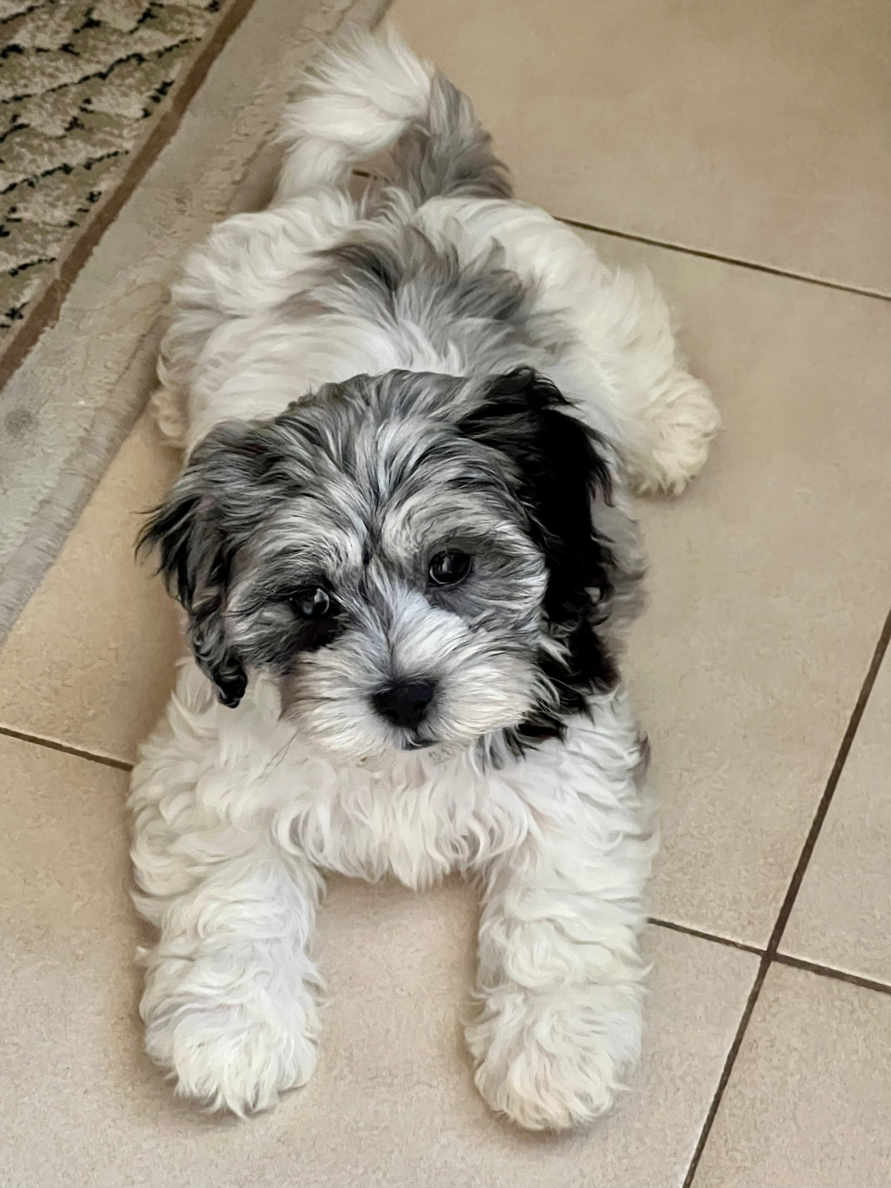 Cute Shih Poo Poodle Mix Pup