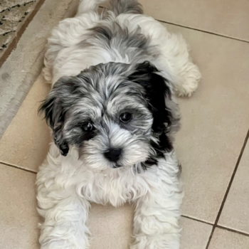Maya, a Shih Poo puppy from Marathon FL
