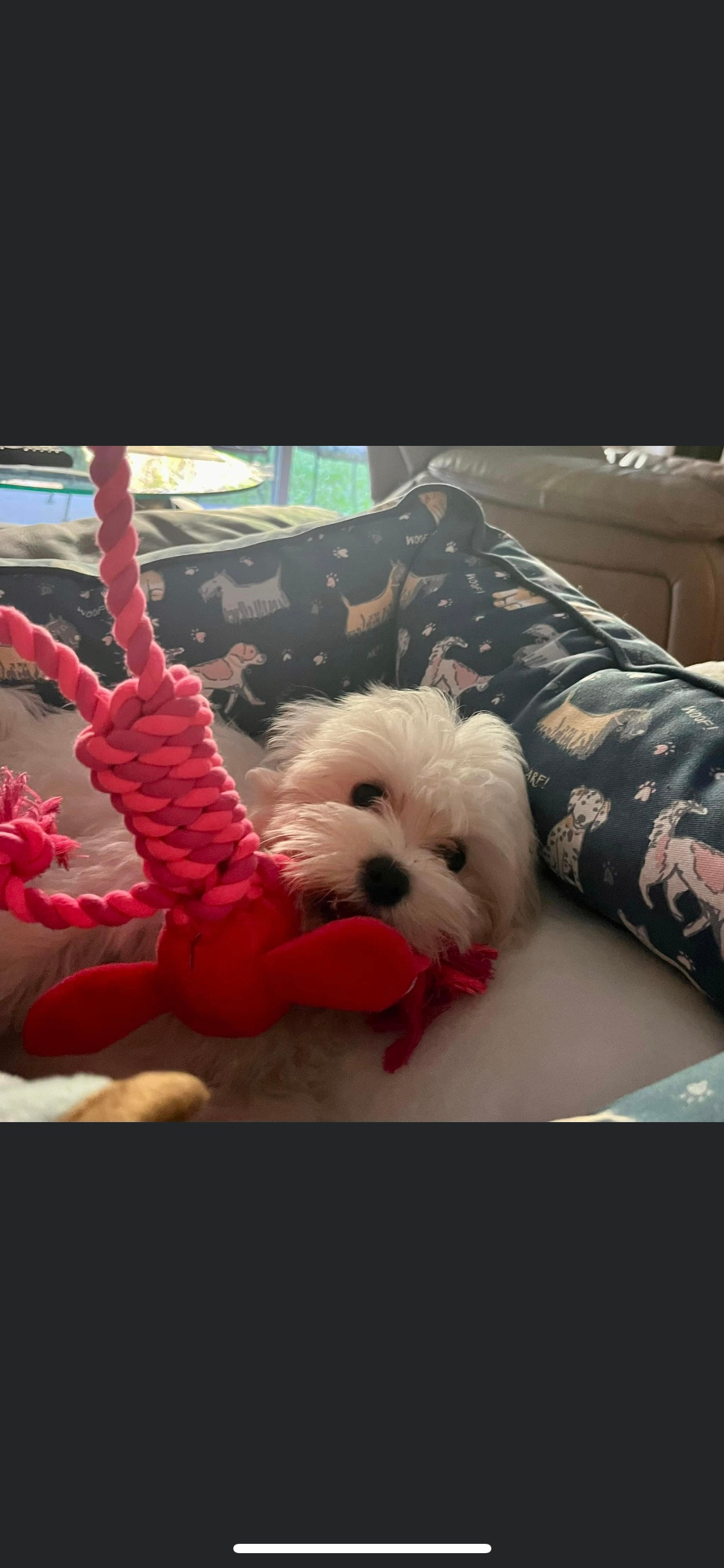 Maltese Pup Being Cute