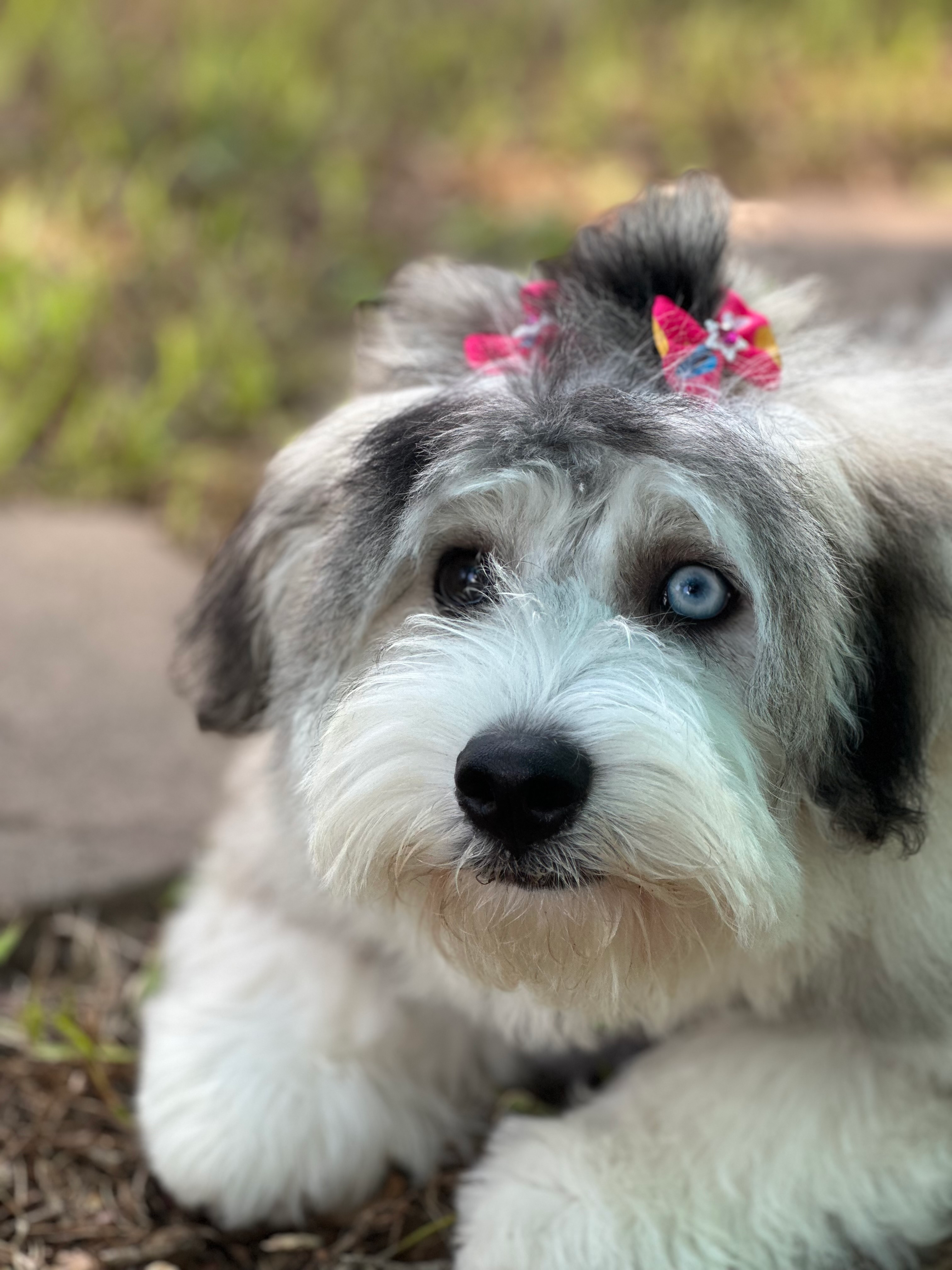 Cute Mini Huskydoodle Poodle Mix Pup
