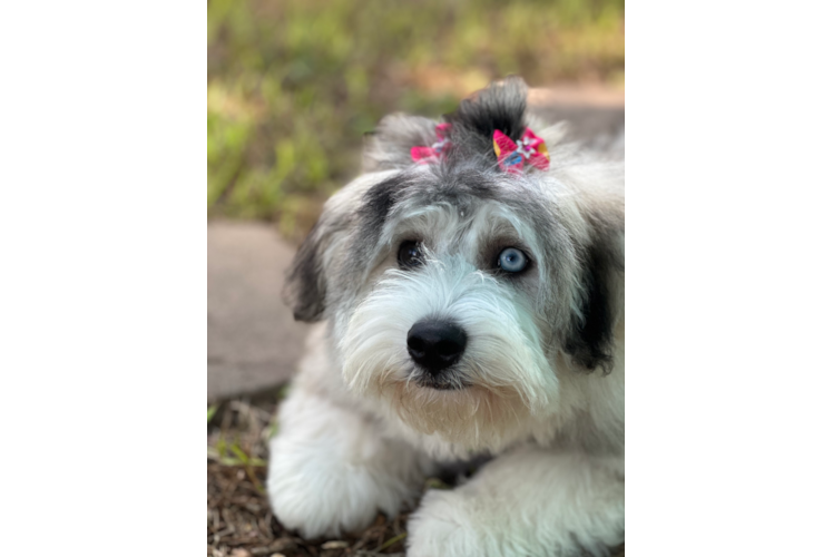 Cute Mini Huskydoodle Poodle Mix Pup