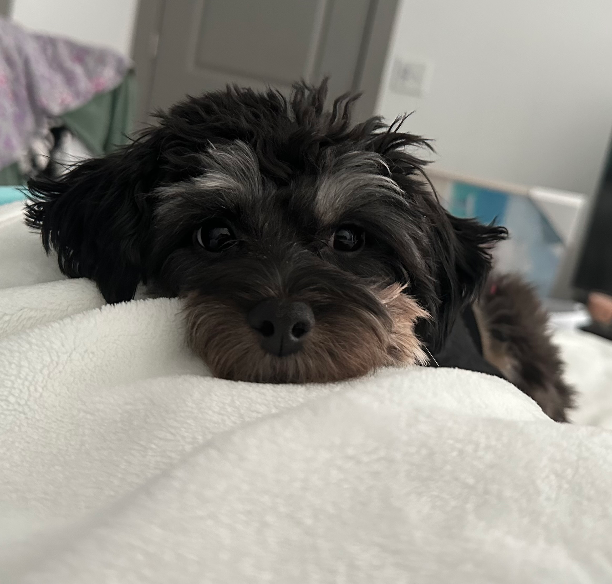 Cute Mini Aussiedoodle Baby