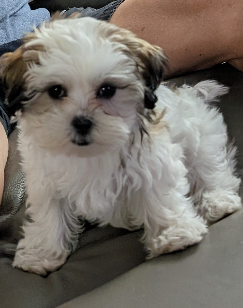 Hypoallergenic Shit Designer Puppy