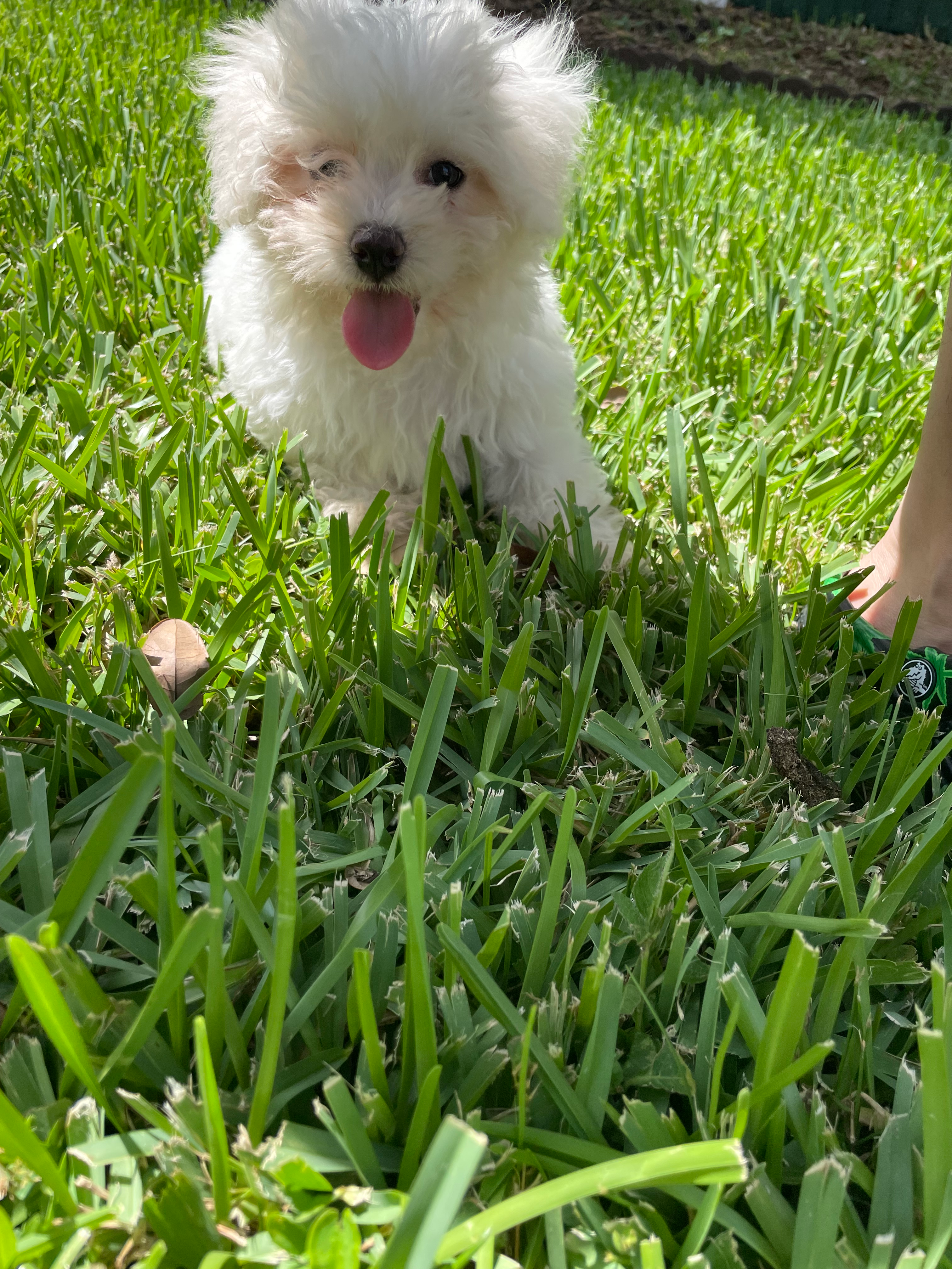 Havanese Pup Being Cute
