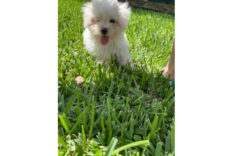 Meet Hamlin - our Havanese Puppy Photo 1/3 - Florida Fur Babies