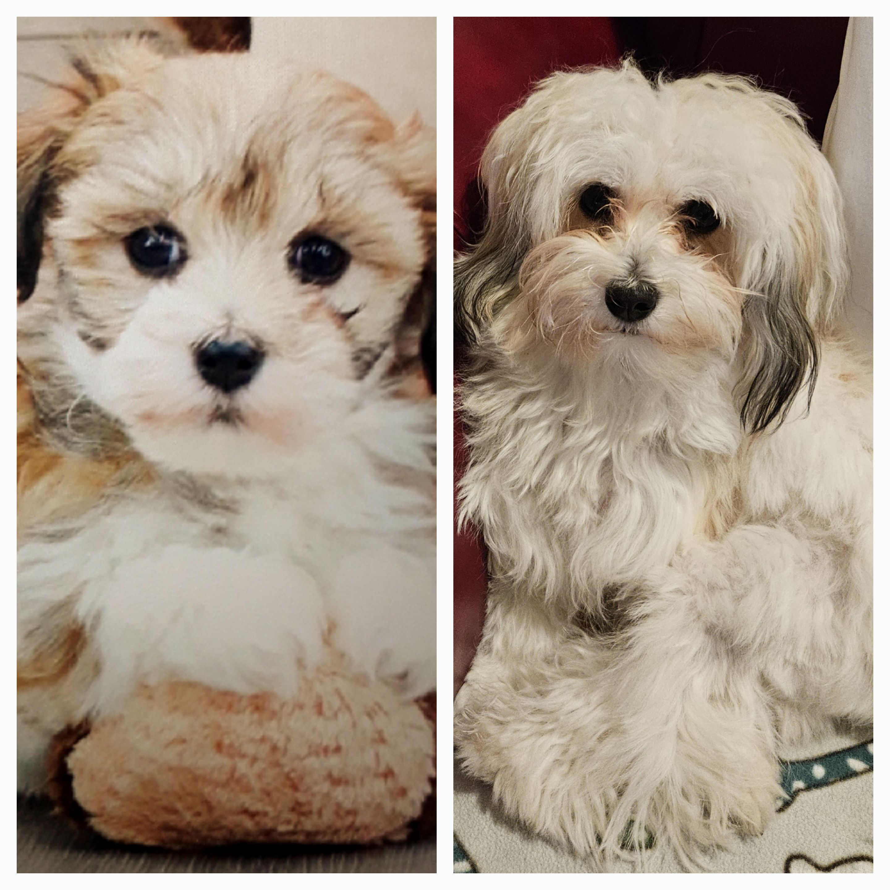 Fluffy Havanese Purebred Puppy