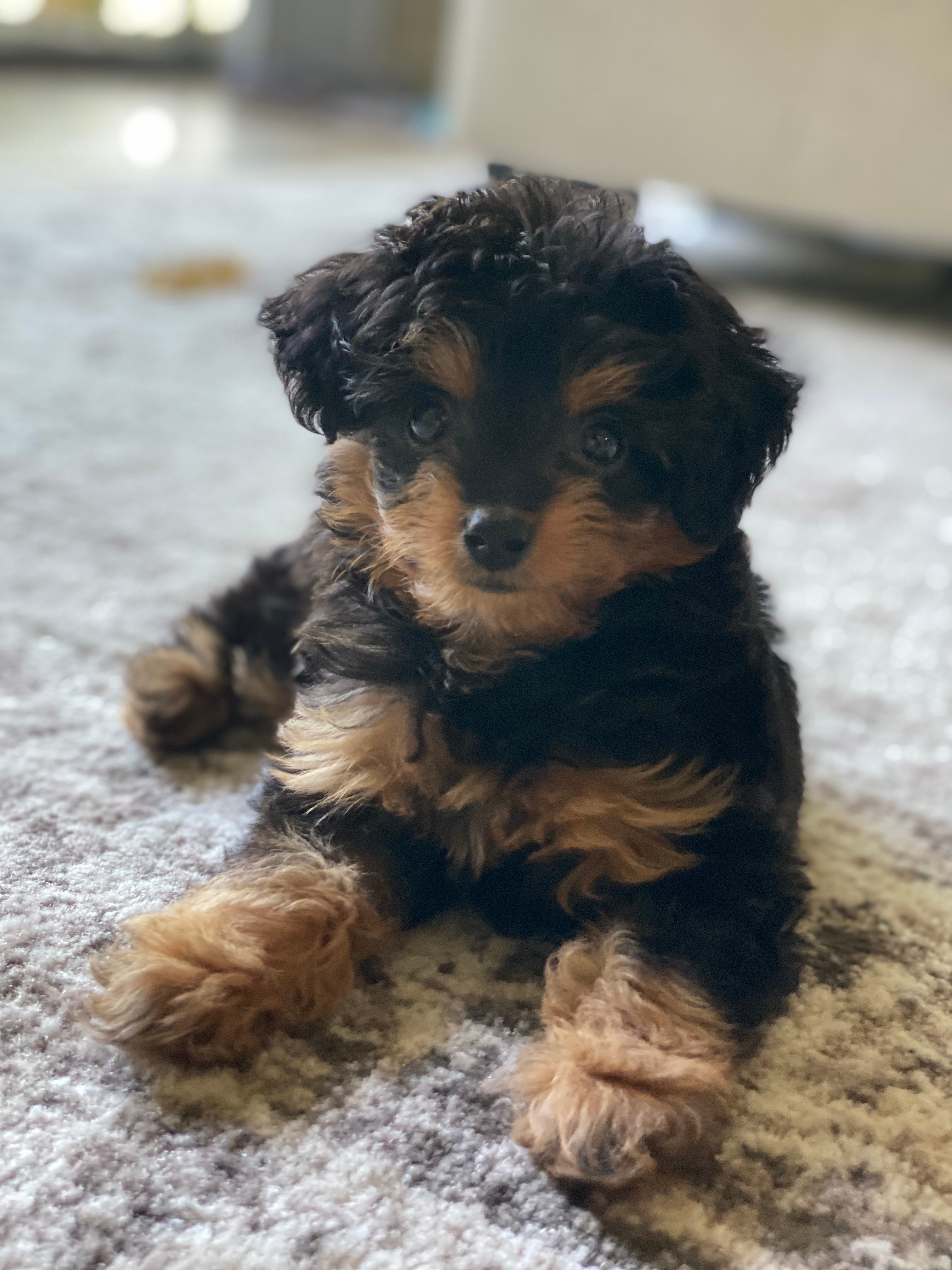 Best Mini Aussiedoodle Baby