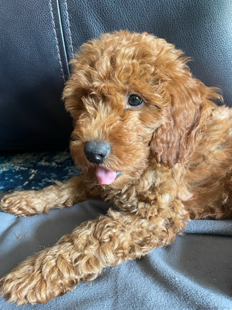 Best Mini Goldendoodle Baby