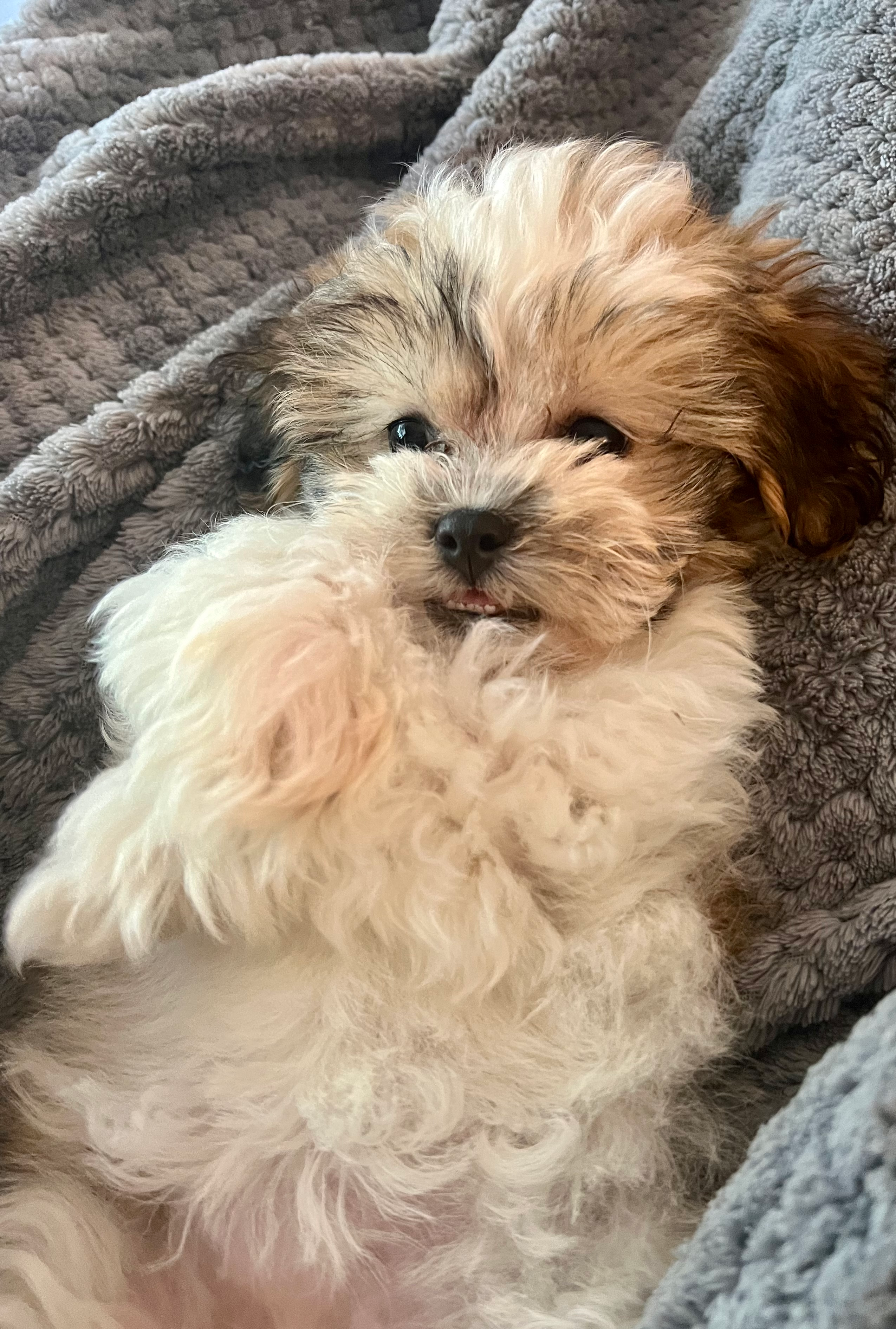 Cute Teddy Bear Baby