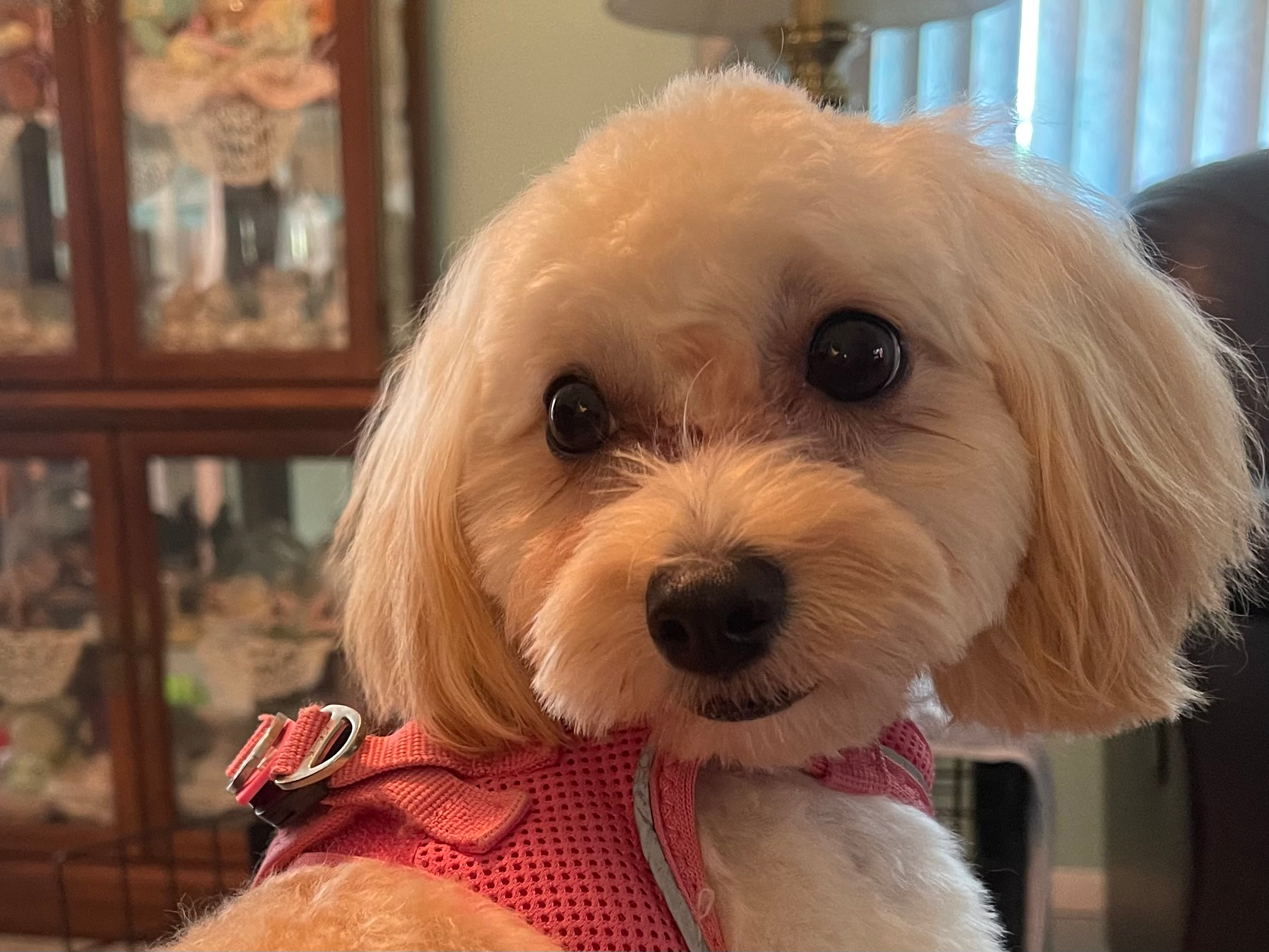 Maltipoo Pup Being Cute
