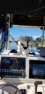Petite Maltese Purebred Puppy