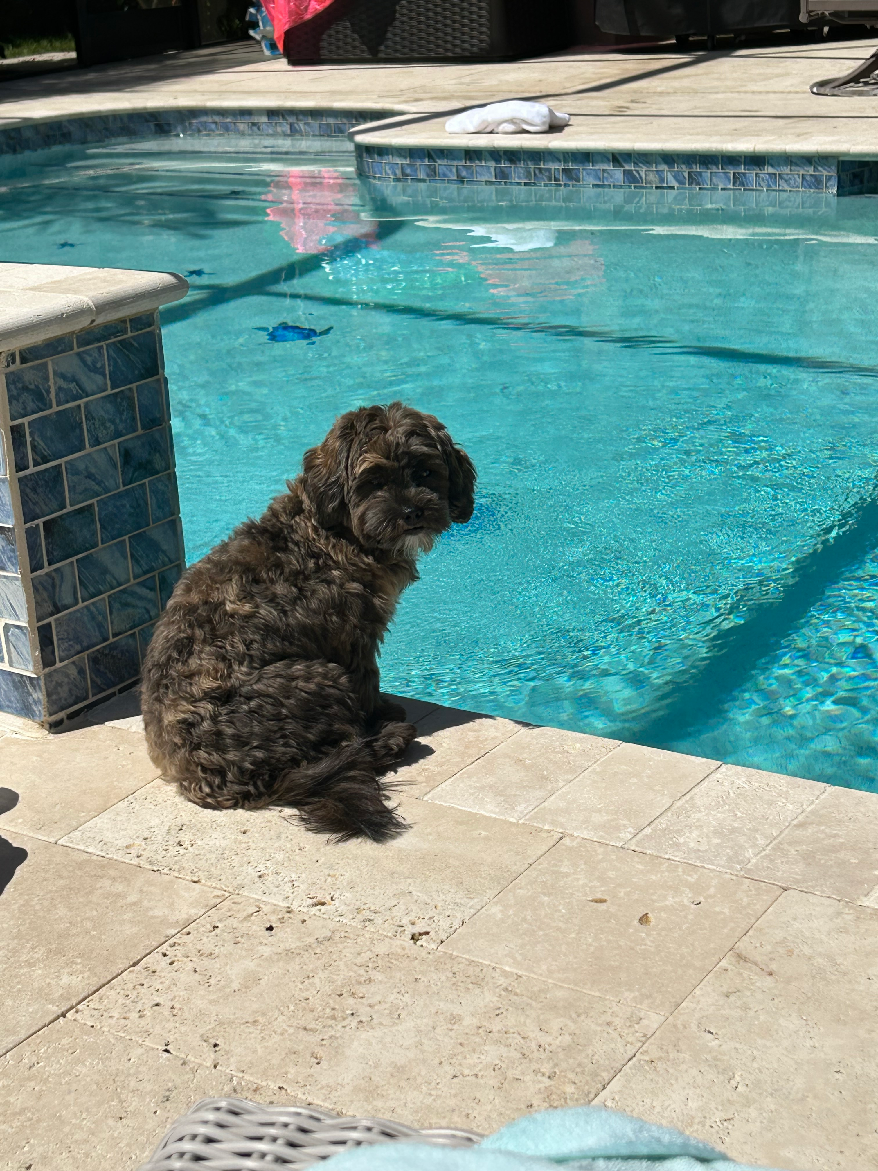 Shih Poo Puppy for Adoption