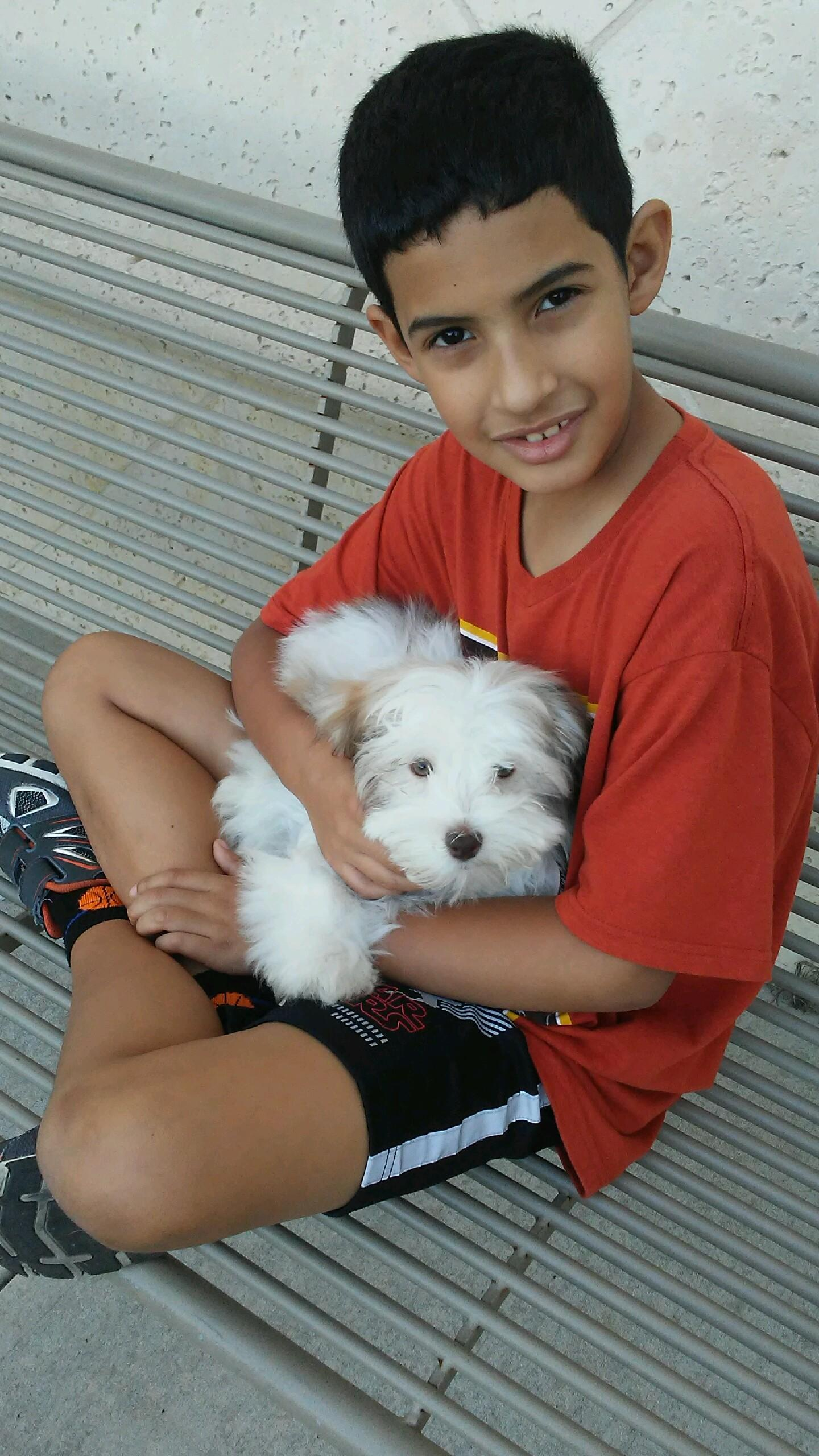 Little Havanese Purebred Pup