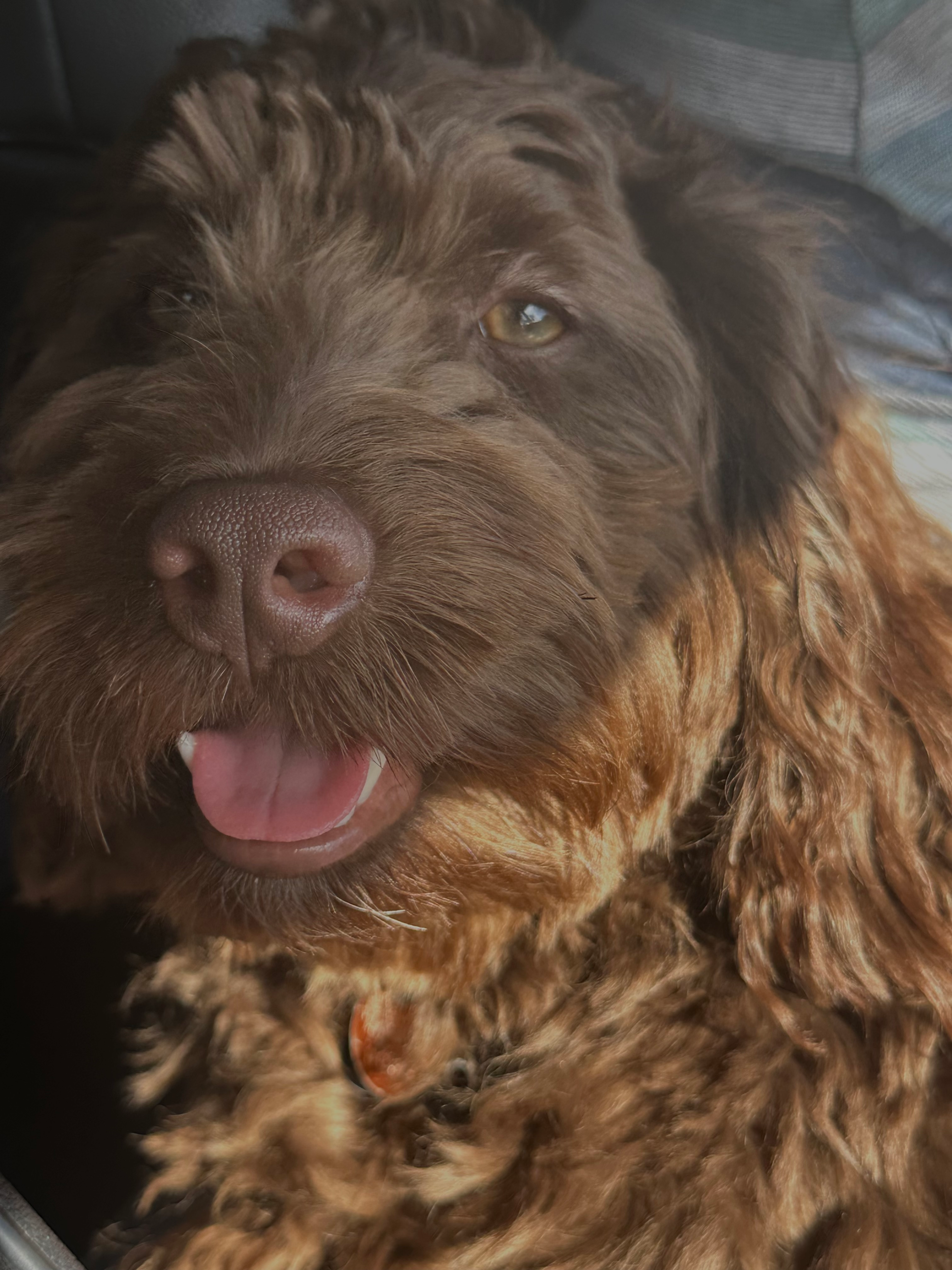 Cute Mini Labradoodle Baby