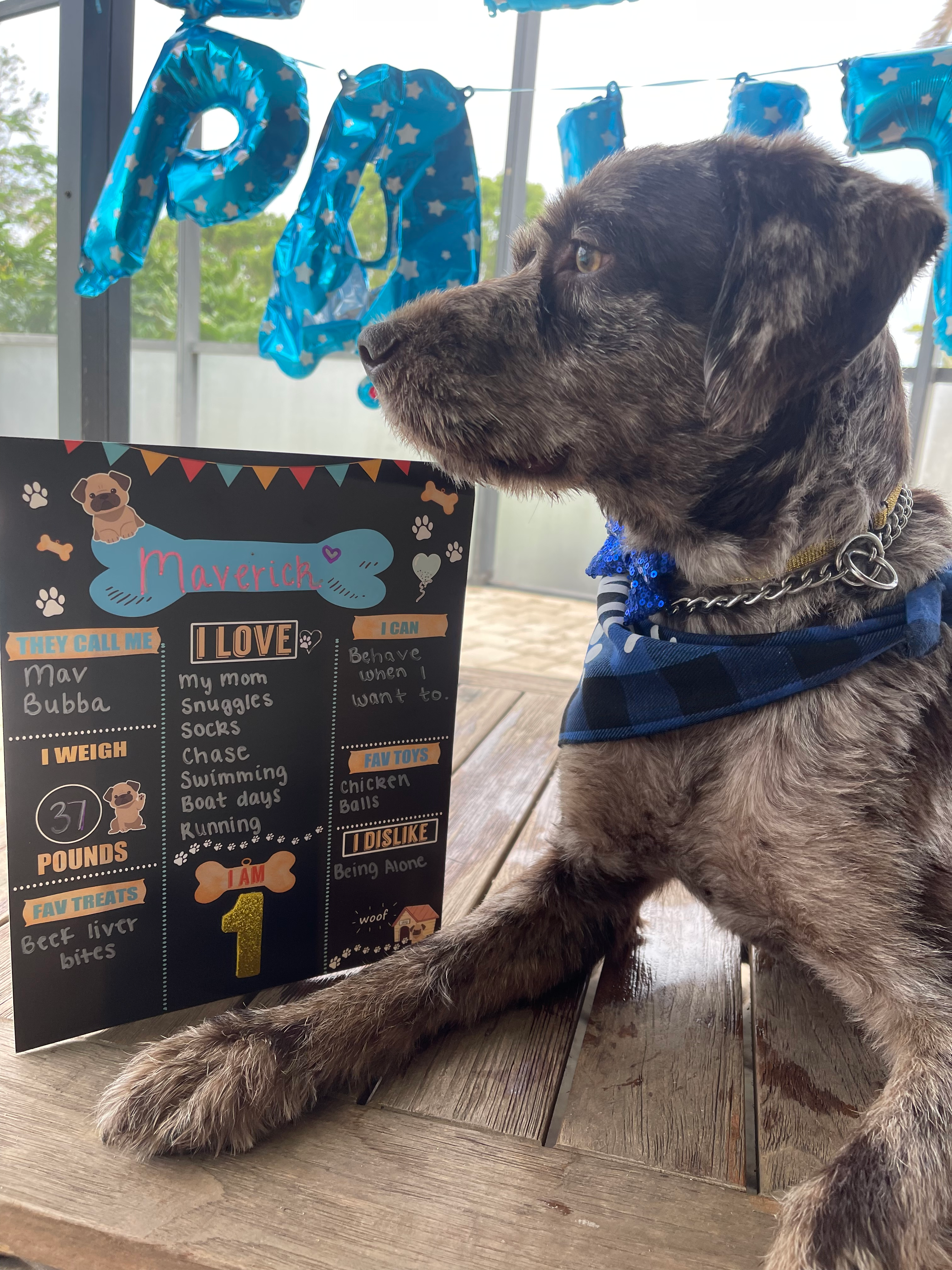 Cute Mini Labradoodle Poodle Mix Pup
