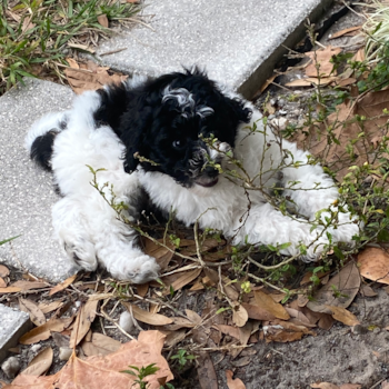 Myles , a Mini Bernedoodle puppy from Sarasota Florida  