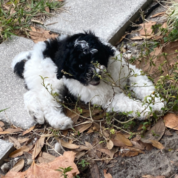 Myles , a Mini Bernedoodle puppy from Sarasota Florida Myles , a Mini Bernedoodle puppy from Sarasota Florida