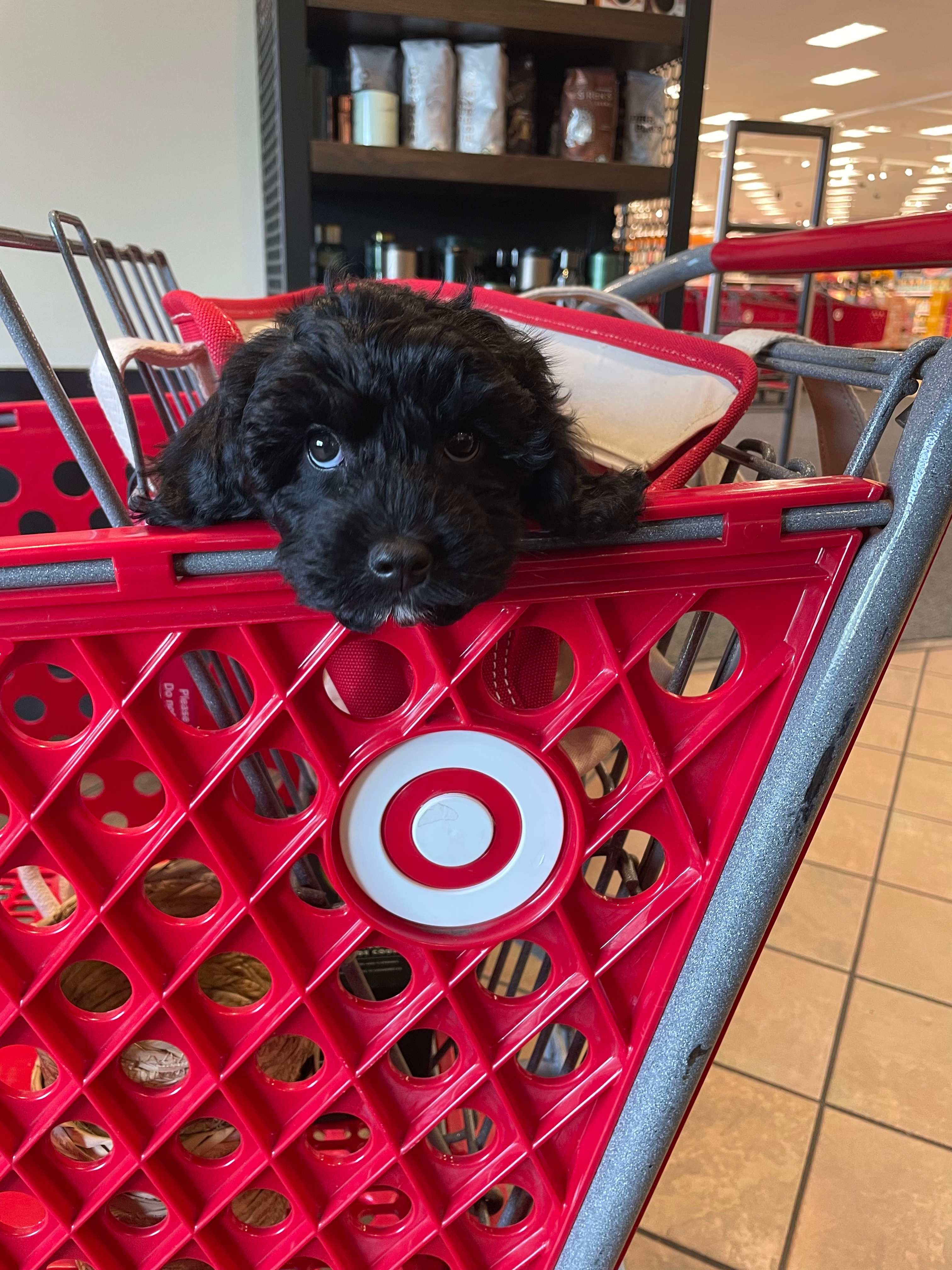 Cute Cavoodle Poodle Mix Puppy