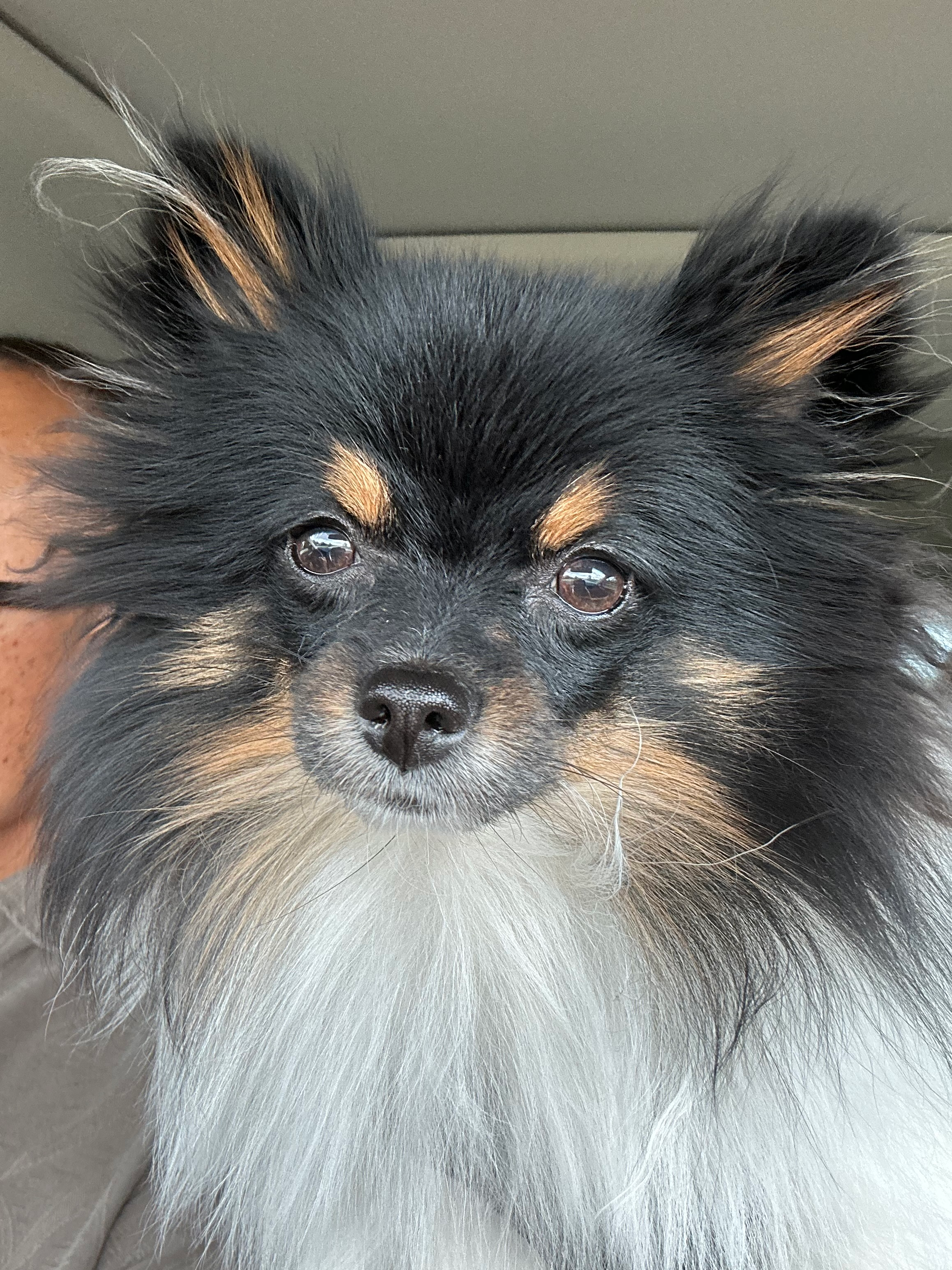 Cute Pomeranian Baby